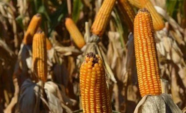 El maíz no logra salir del terreno negativo
