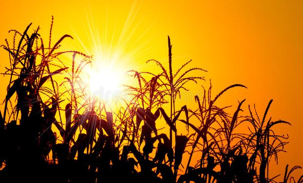 El maíz lideró las bajas en un mercado que está expectante de un importante informe