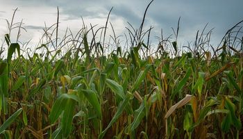 Nuevas bajas para los cereales: maíz en mínimos desde octubre