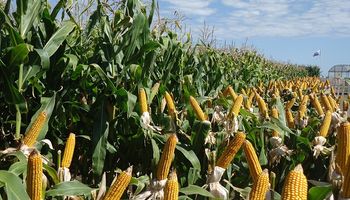 Inversión de la firma Monsanto en maíz