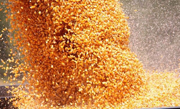 La empresa entregó 33 mil bolsas de maíz Dekalb para resembrar unas 42.000 hectáreas a través de su Plan Cultivar.
