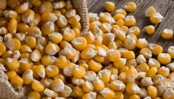 Continúa en caída el precio del maíz pisingallo