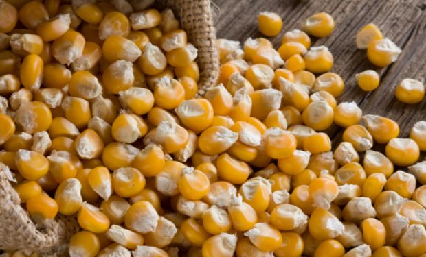 Continúa en caída el precio del maíz pisingallo