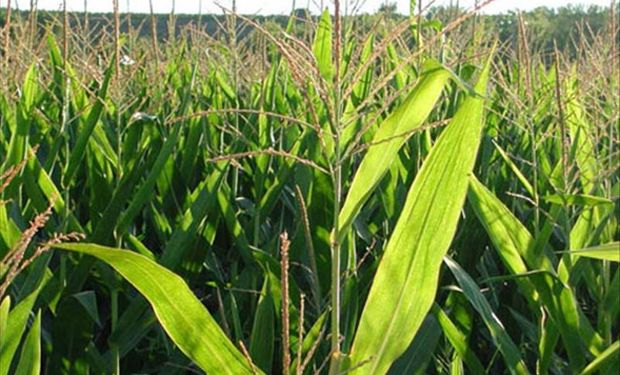 EE.UU. aumentaría producción de maíz para satisfacer la demanda
