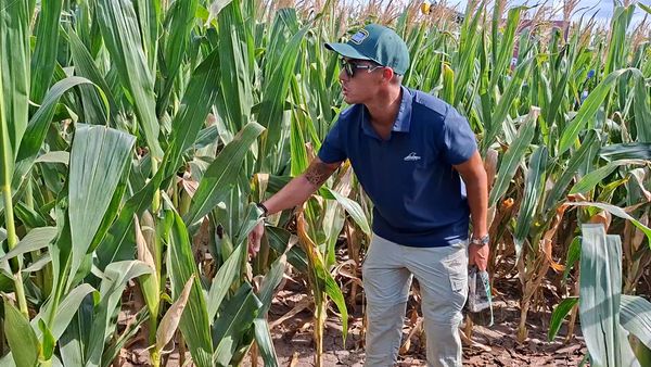 maiz preceon de bayer