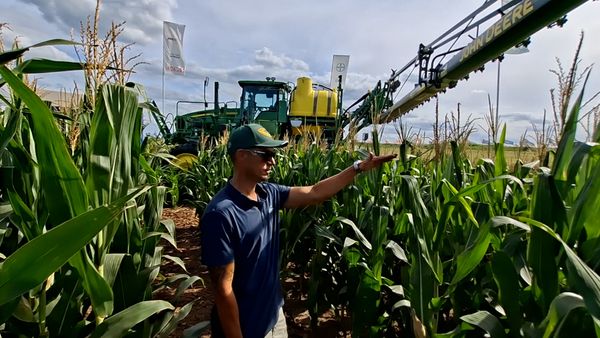 maiz preceon abras del norte