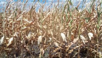 Las altas temperaturas afectaron al maíz de primera