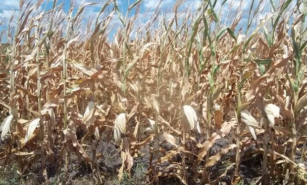 Las altas temperaturas afectaron al maíz de primera