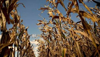 Ola de calor podría provocar pérdidas en maíz