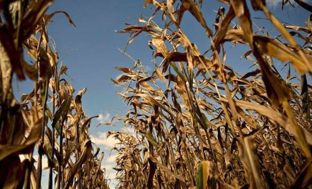 El maíz puede sufrir daños cuando las temperaturas se elevan por encima de los 35° durante varios días. Fuente: Clarín.