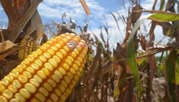 Cuáles son los cuatro productos del agro que más crecieron en poder de compra