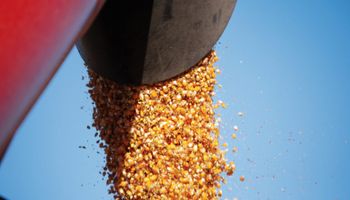 Cuánto pagó un gigante del agro por el primer lote de maíz: son 7.000 kilos/hectárea de producción estimada en 542 hectáreas sembradas