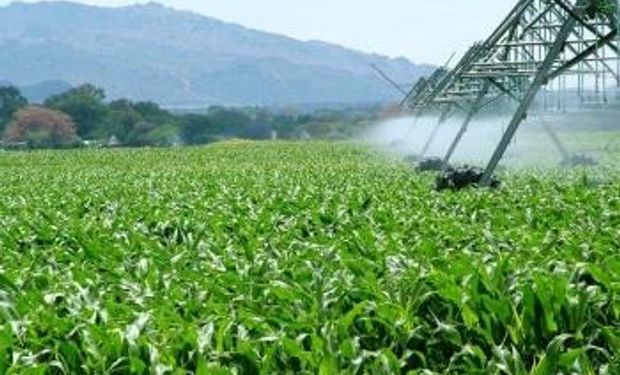 En Río Cuarto, el maíz dará electricidad