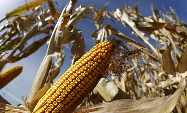 ¿Factor alcista? Cómo avanza la siembra de maíz en Estados Unidos