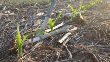 Santa Fe: inquietud en los productores ante la falta de lluvias