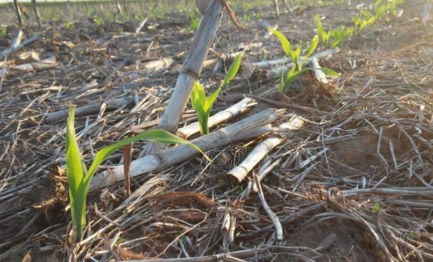 Productores comenzaron a dudar de las planificaciones realizadas oportunamente.