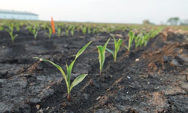 Factor alcista para el maíz: desmejoró la condición de los cuadros sembrados en Estados Unidos