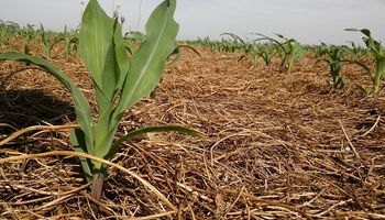 Maíz 2020/21: se necesita producir un 7 % más para cubrir los costos de producción