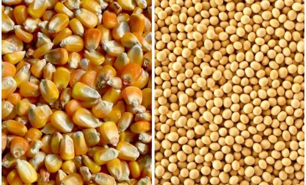 Mercado de granos: la soja, el maíz y sus circunstancias.