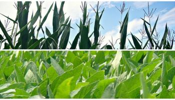 Relación fertilizante – grano, de las mejores de los últimos años