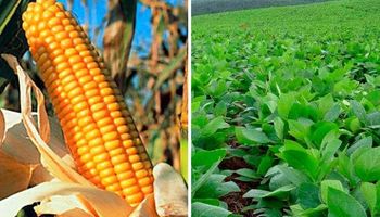 Menos producción de maíz y soja en Estados Unidos