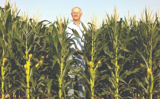 “Son híbridos naturalmente bajos, con alta inserción de espiga y potencial de rinde intacto", destacan en Stine