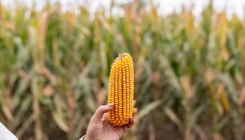 El maíz vuelve a ser protagonista del sistema productivo argentino y hay una empresa que apuesta fuerte con tecnología para la siembra