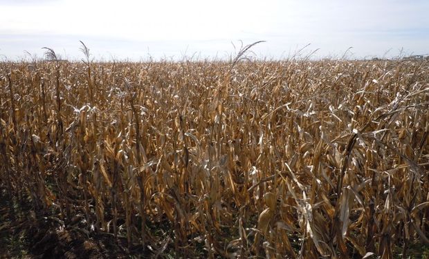 Fuerte retraso de la cosecha de maíz en el centro-norte santafesino