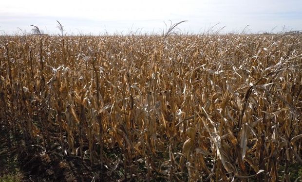 Rendimiento y estabilidad: cómo reaccionan los híbridos de maíz según el ambiente