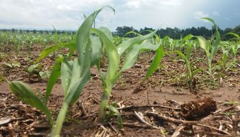 Puso primera la siembra de lotes tardíos de maíz