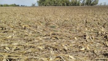 Maíz arrasado por una tormenta en 9 de Julio
