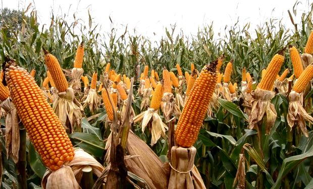 Valores poco atractivos para la comercialización del maíz | Agrofy News