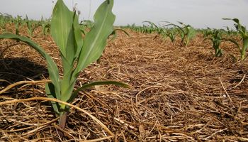 Una estrategia permite aumentar en 6.500 kilos por hectárea el rendimiento del maíz