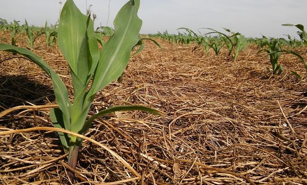 El promedio de incremento de rendimiento de maíz, debido a la leguminosa como cultivo de cobertura, fue de 1833 kilos por hectárea.