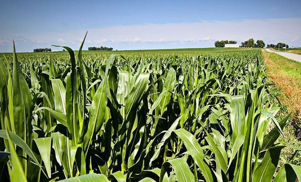 A pesar de las dudas, se apuntan 1 millón de ha de maíz en la largada de la siembra para la zona núcleo.