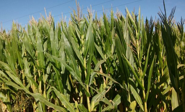 Revivió el entusiasmo del maíz en la zona núcleo: "Se percibe una reactivación de la demanda de fertilizantes"