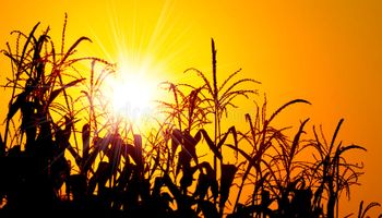 Alerta rojo: el maíz temprano define rinde en la zona núcleo, en donde un 65% del área está en sequía