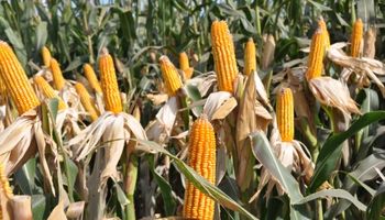 Maizar 2022: dónde es y cuál es el programa del evento cumbre del maíz y el sorgo