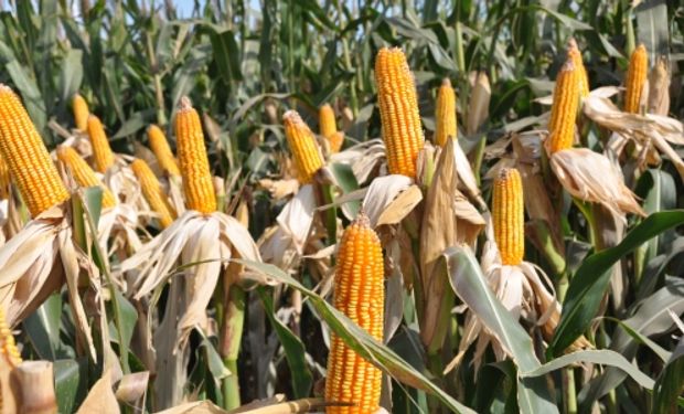 Maizar 2022: dónde es y cuál es el programa del evento cumbre del maíz y el sorgo