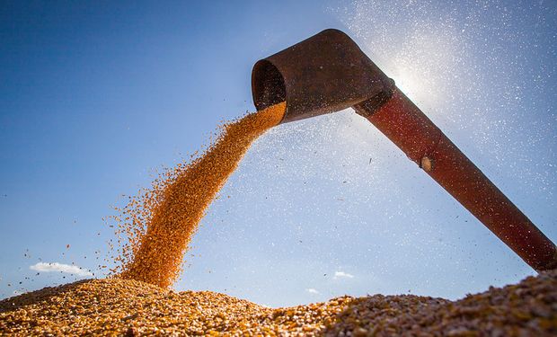 "Erramos el camino”: por qué Brasil pasó de 55 millones de toneladas de granos a más de 320 millones, mientras la Argentina subió de 40 a 130 millones de toneladas
