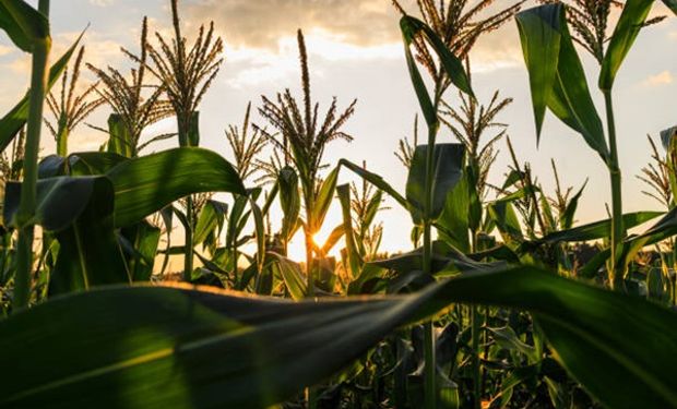 Congreso Maizar 2024: dónde es y cómo es el programa del evento cumbre del maíz y el sorgo