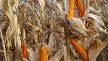 La exportación de maíz colorado argentino cayó un 12%