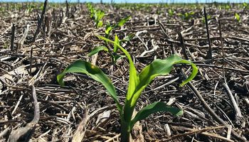 Entre Ríos decretó la emergencia agropecuaria por la sequía