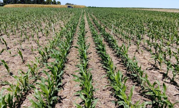 La chicharrita le quitó el récord de producción al maíz por la pérdida de 2,5 millones de toneladas