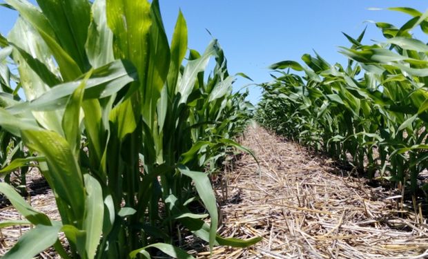 Preocupación en el maíz por el avance de una plaga que genera pérdidas de hasta el 70 %