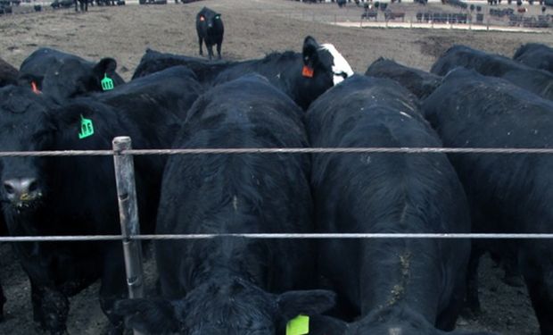 Un feedlot en Alabama. Foto: Harvest Public Media