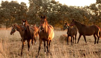 Argentina vuelve a exportar caballos a Malasia tras el brote de encefalitis equina