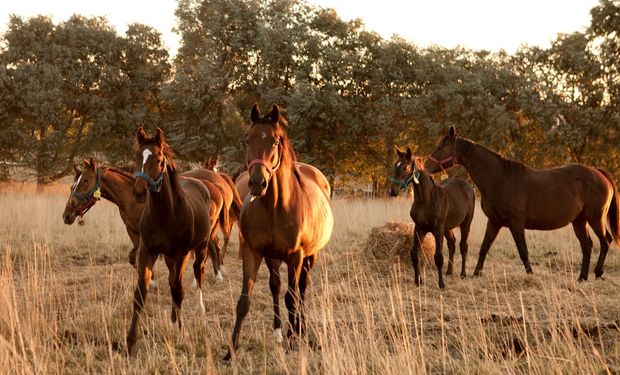 Argentina vuelve a exportar caballos a Malasia tras el brote de encefalitis equina