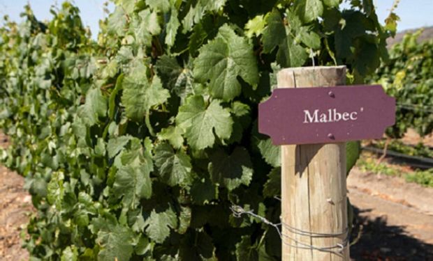 Productores vitivinícolas buscan que una estrella sea llamada “Malbec” 