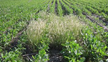 BASF presenta la solicitud de registro para dos nuevos ingredientes activos en herbicidas